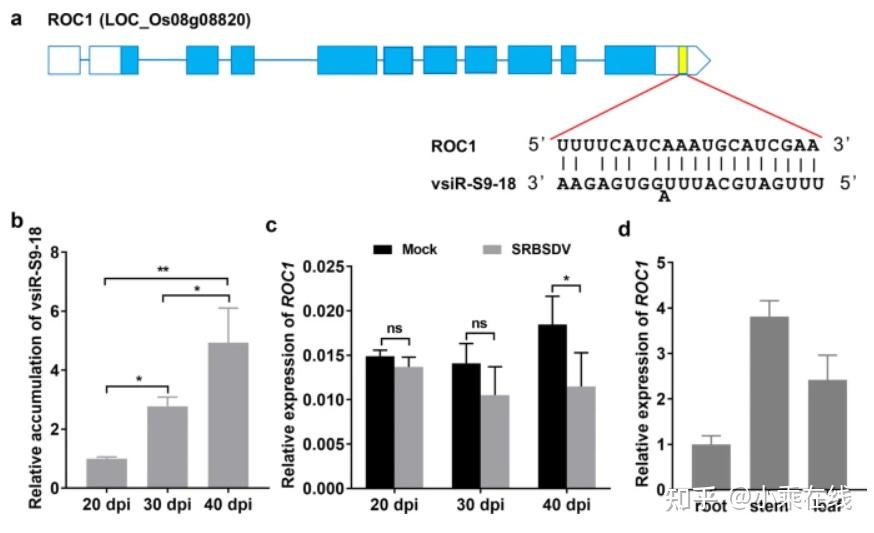 A virus-derived small RNA targets the rice transcription factor ROC1 to ...
