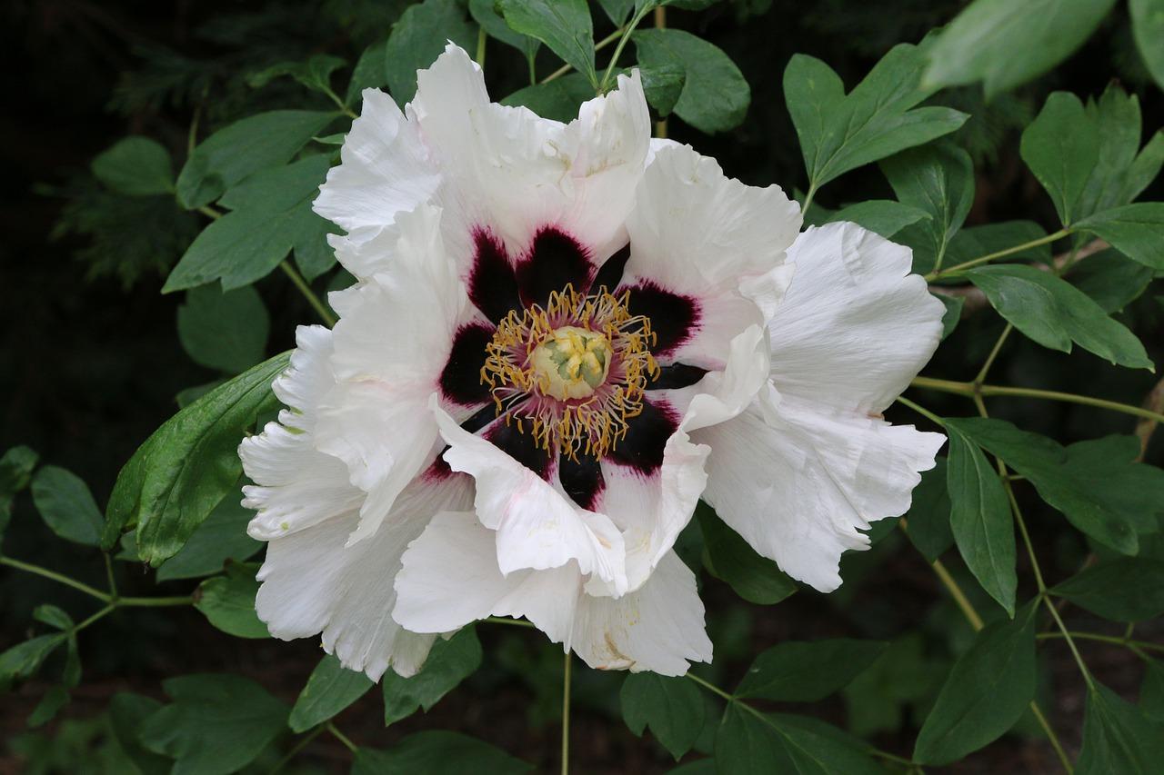 腊梅如何分株移植