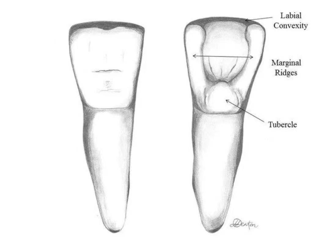 兔子的牙齿系列（一）兔牙齿基础 - 知乎