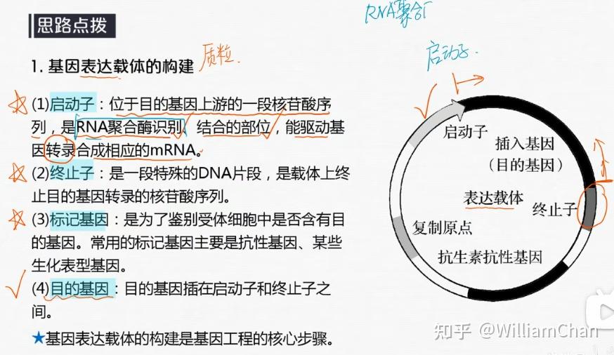 拟南芥ATM基因过表达实验笔记 - 知乎