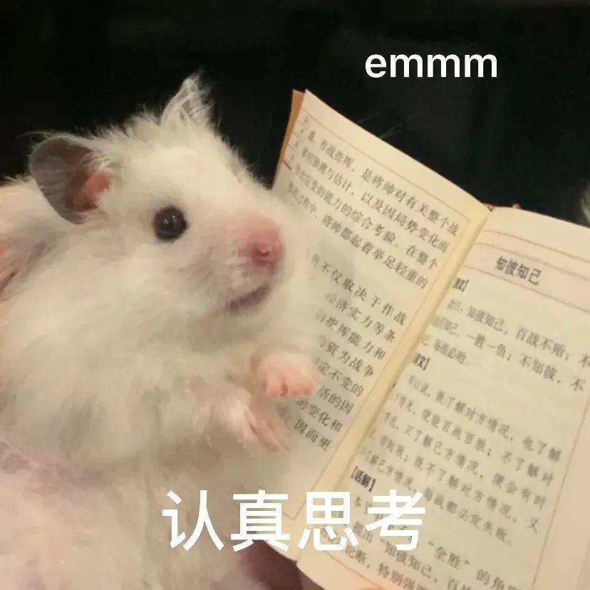 求一个小仓鼠表情包? - 知乎