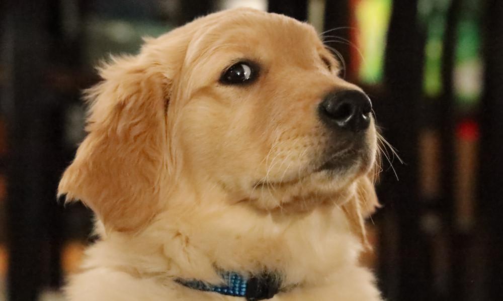 狗狗的十种常见行为问题 你知道怎么解决 知乎