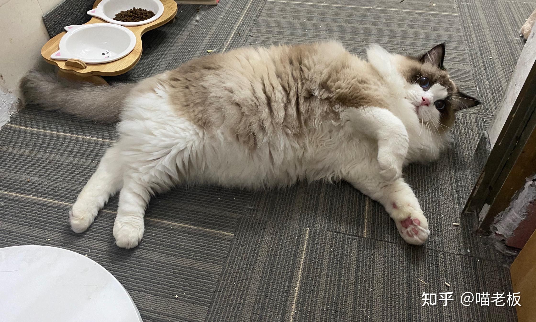 哪里可以找到靠谱的猫群? - 知乎