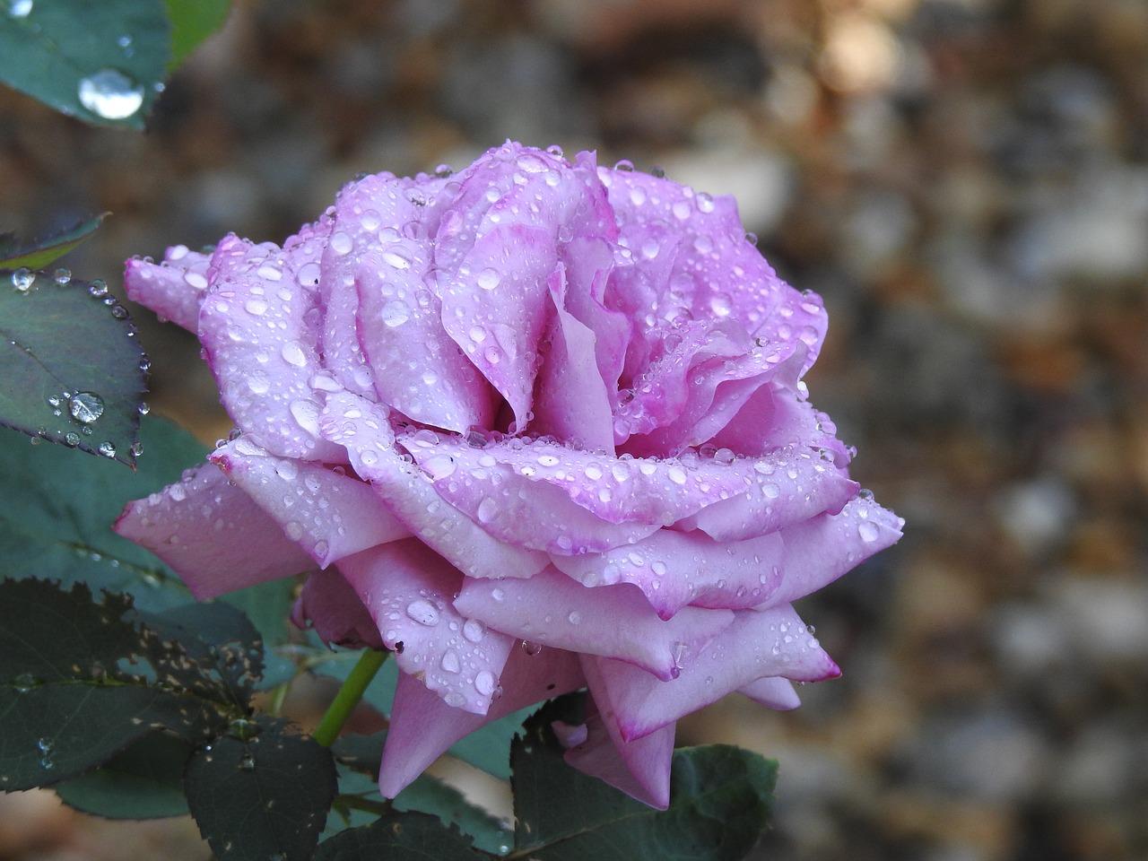 4. 紫绿空间美学