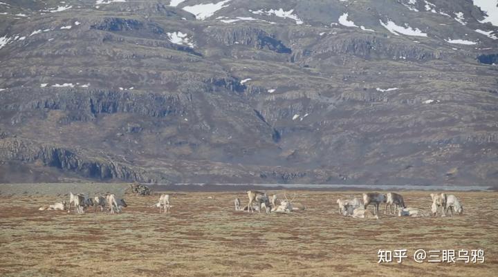 如果将 20 只狼和 500 只鹿放进同一孤岛，最后谁能活下来？