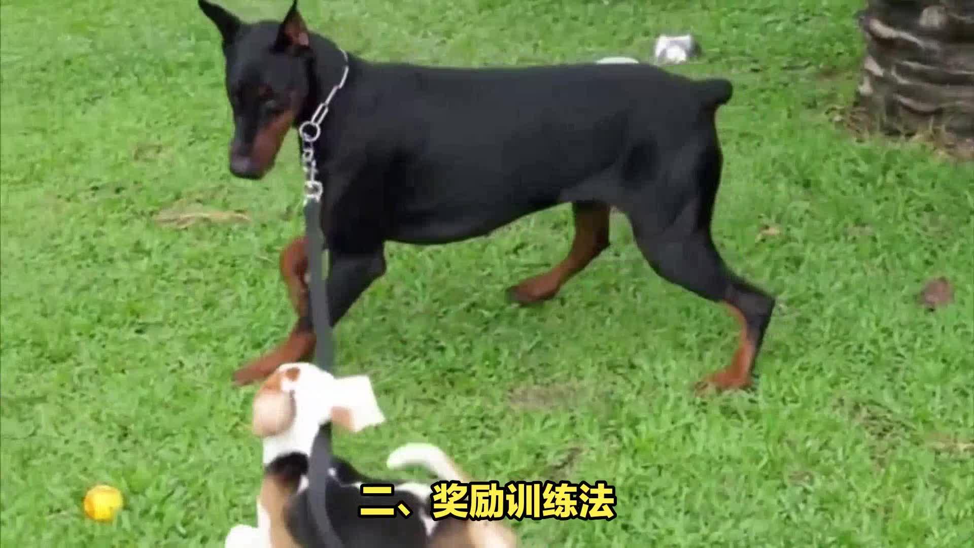 杜宾犬训练方法解锁杜宾犬训练新姿势让你轻松驾驭超级警卫