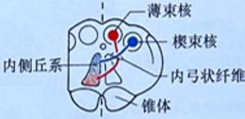 神经解剖中的主要交叉与临床联系 - 知乎