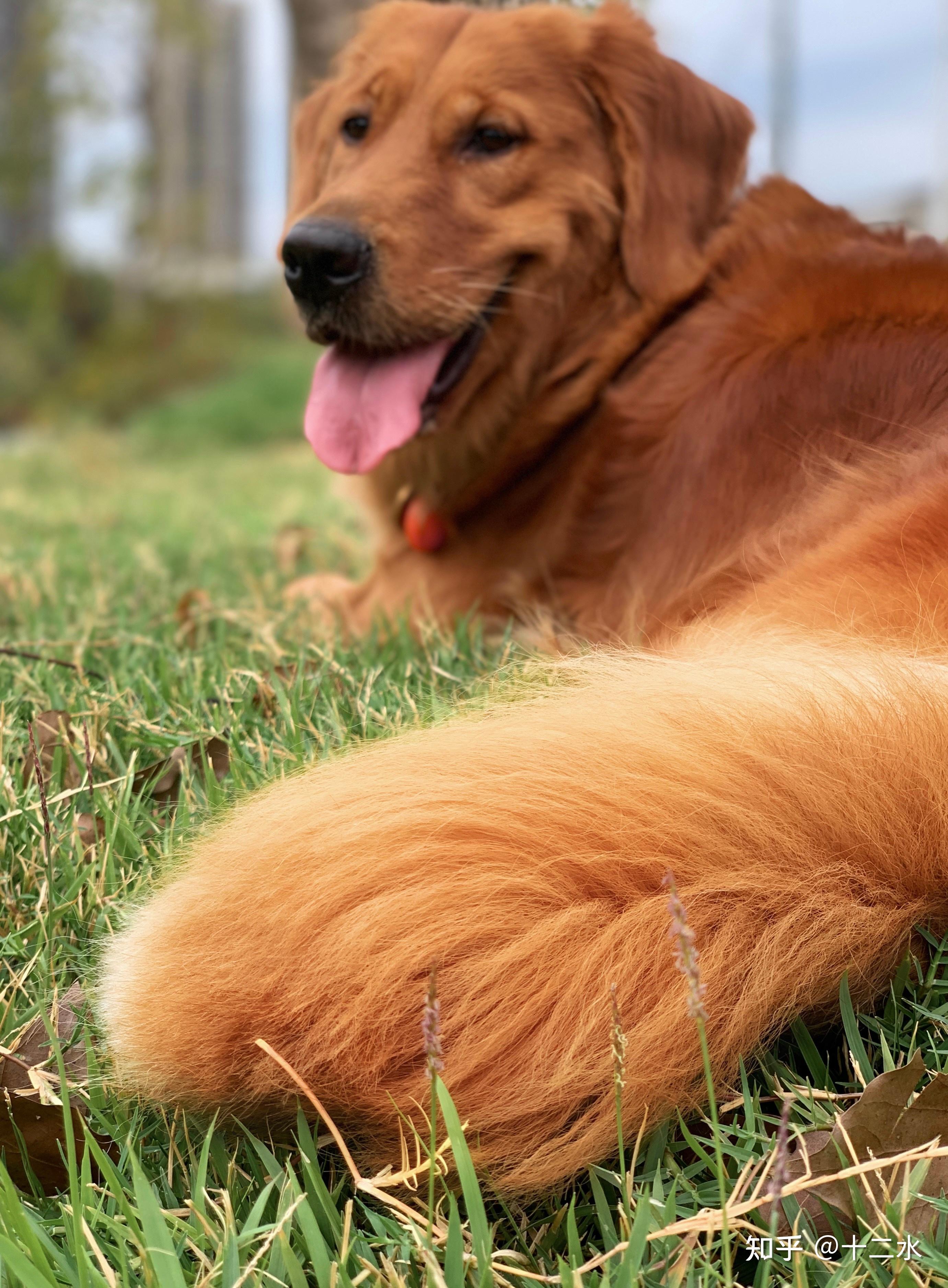 金毛尾巴怎样爆毛?