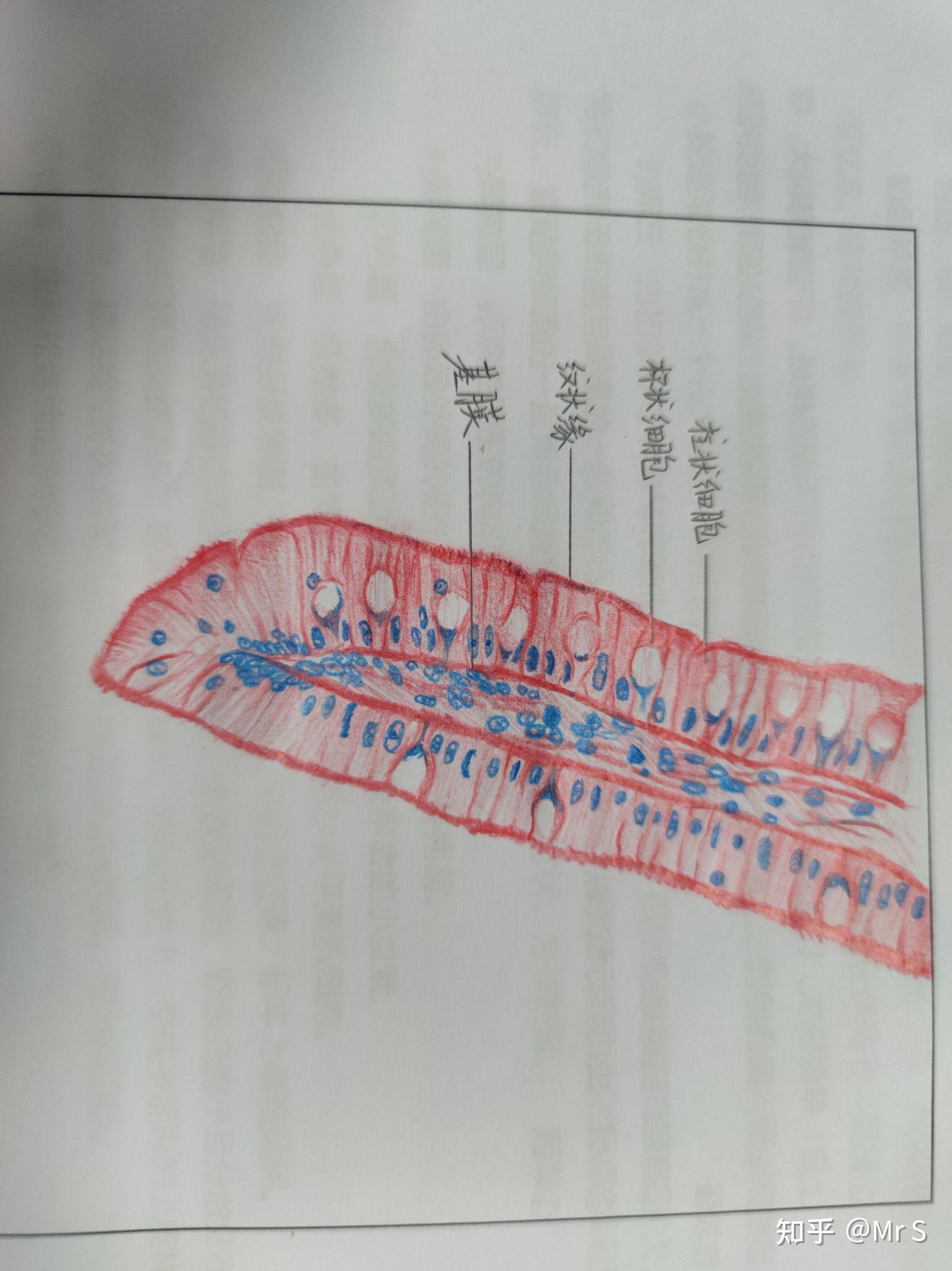 柱状上皮 手绘图图片