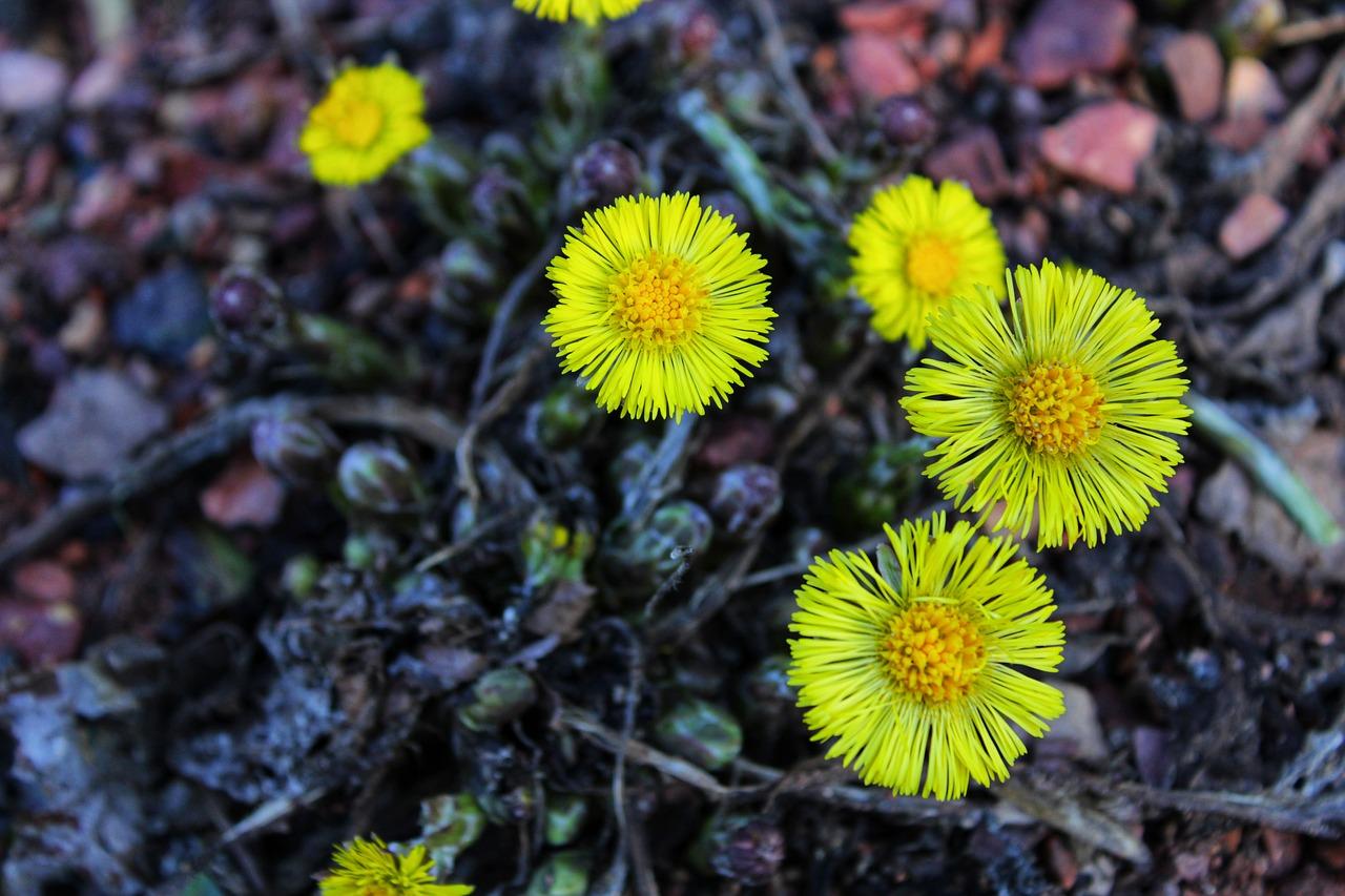 2. 百合品种之一