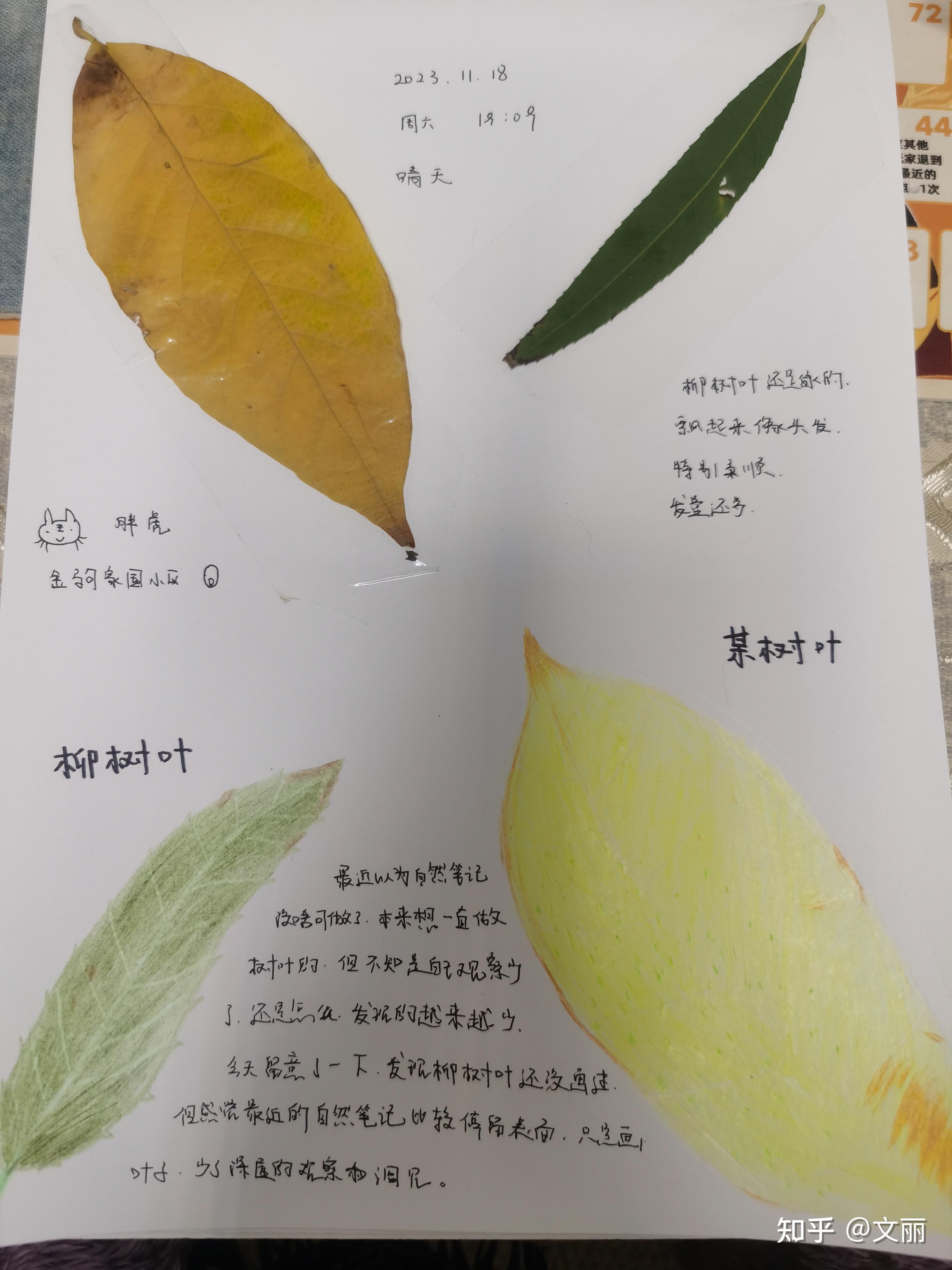 大家做自然笔记的方式有哪些,具体做法是?