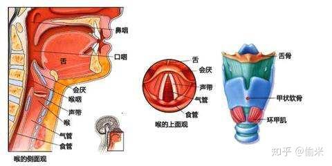 计划学习自由潜,练习法兰佐中,但是找不到会厌在哪里,有什么方法能到会厌? - 知乎