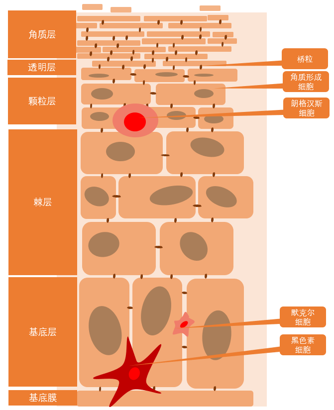 皮肤中的各种细胞和基质 - 知乎