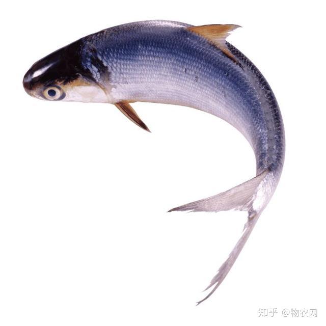 雪鱼怎么做好吃呢? - 知乎