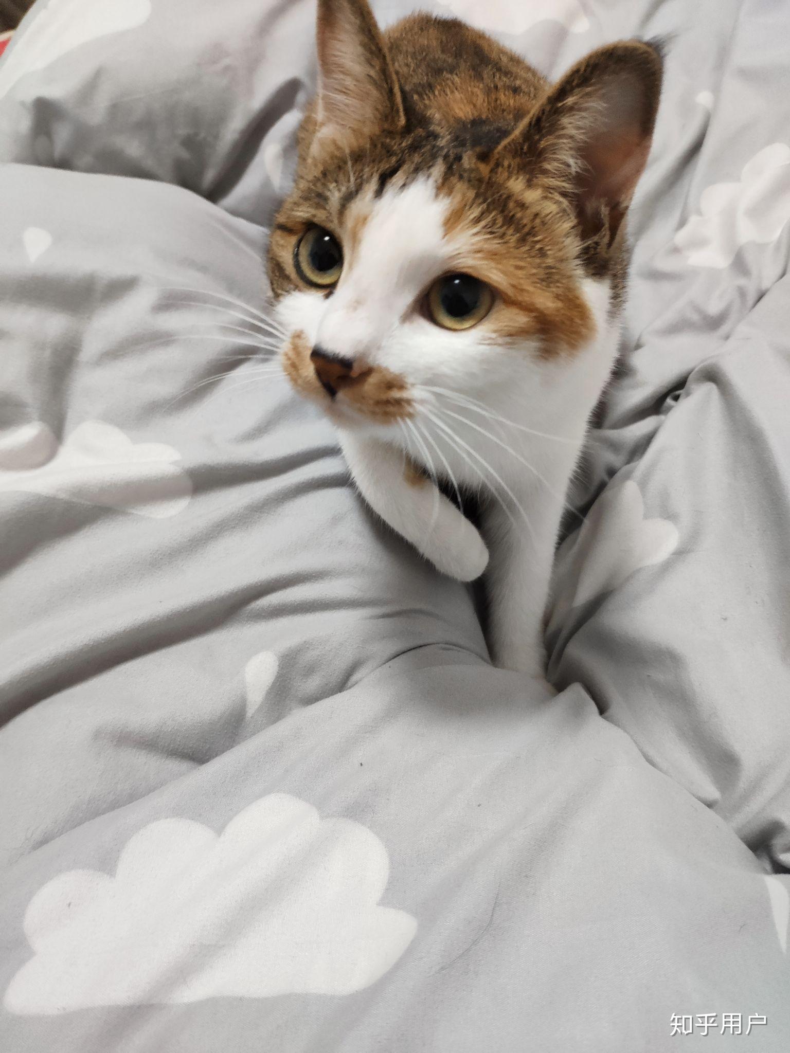 你有哪些家里猫咪的照片想要分享?