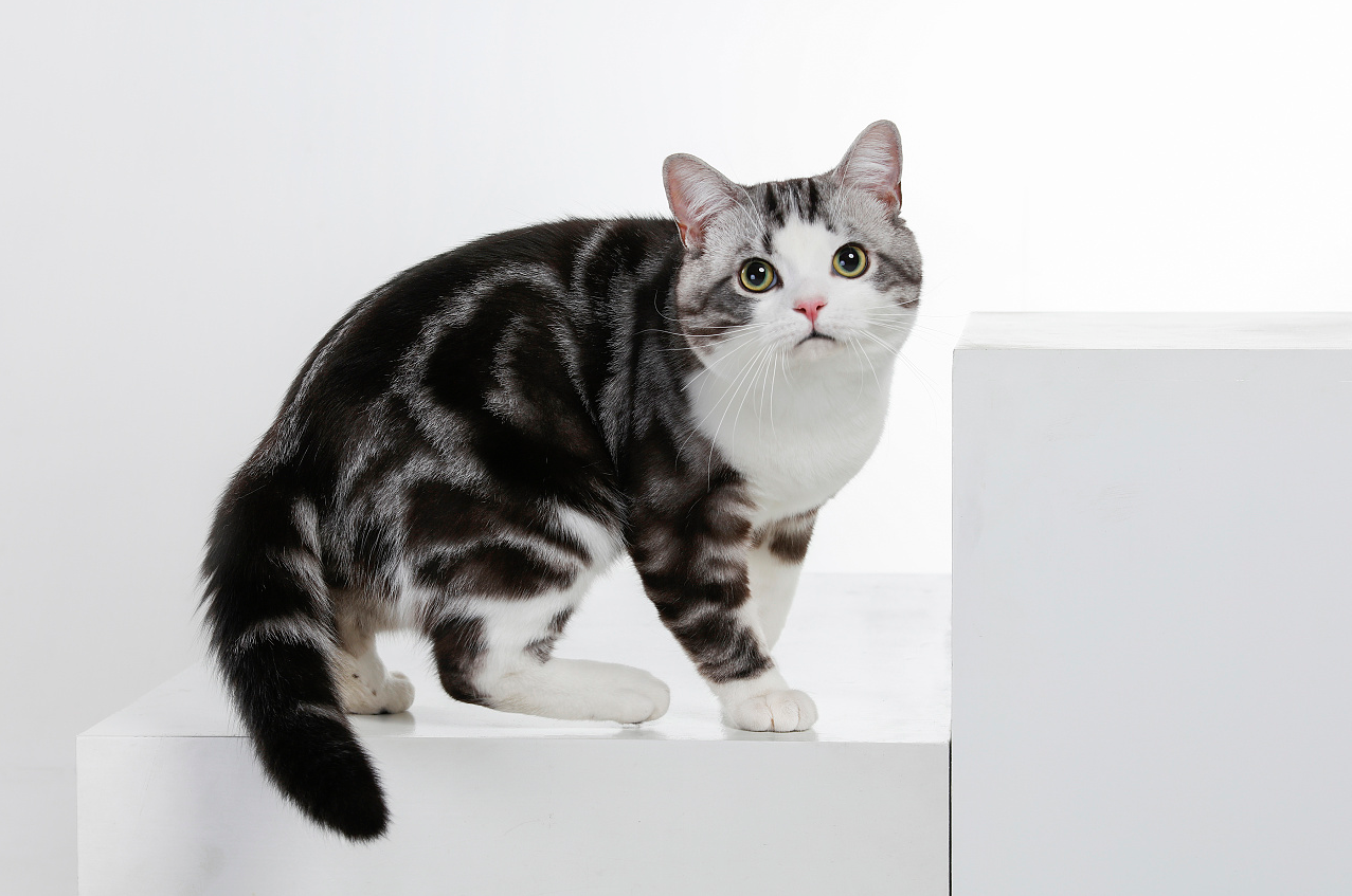 请问这只美短4800可以吗