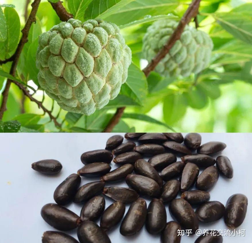 在露台养盆栽番荔枝,选个合适品种,做好几点就能不断挂果 - 知乎