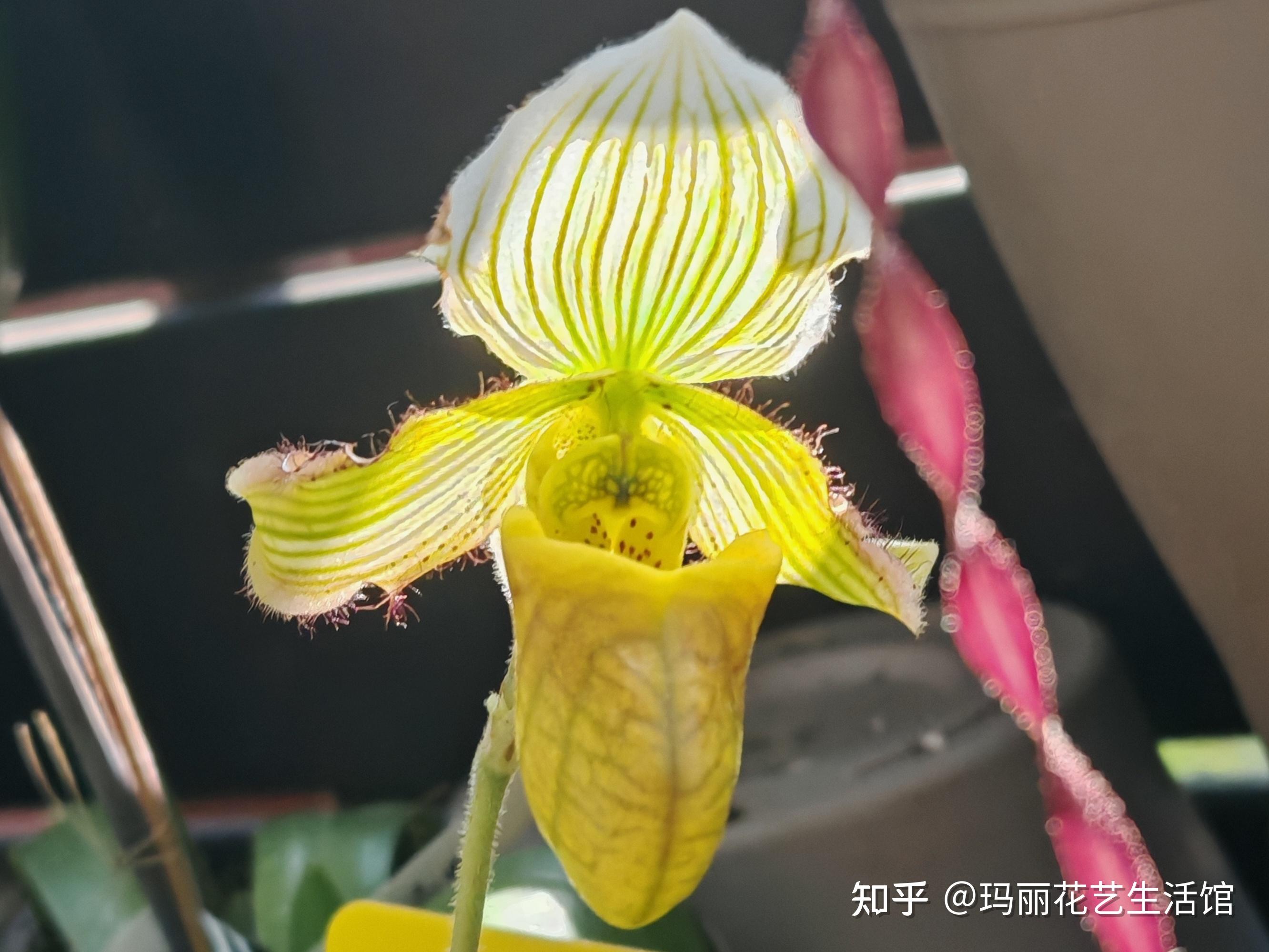 10种常见的兜兰品种,外形奇特,可可爱爱 - 知乎