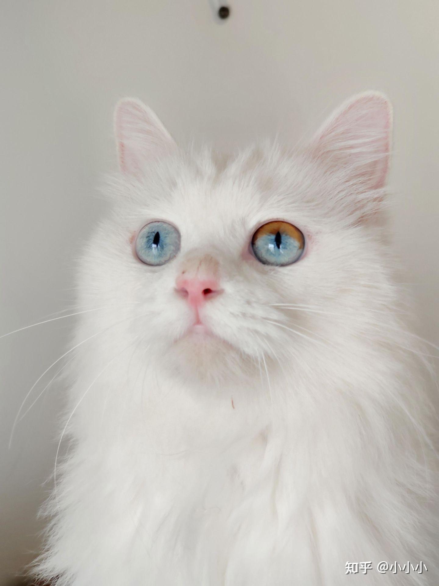 纯白长毛猫品种? - 知乎