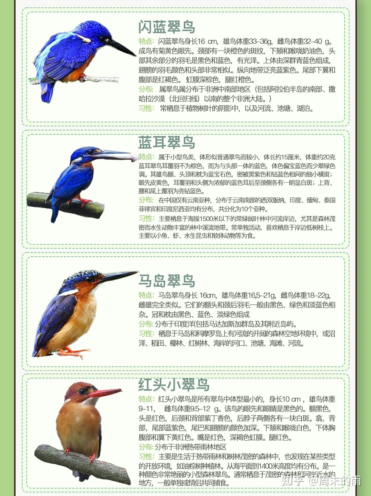 常见的翠鸟种类,翠鸟为什么难以养殖? - 知乎
