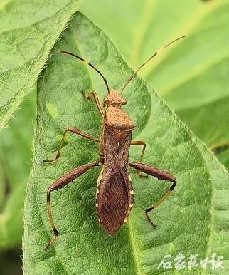 石家庄市发布大豆田点蜂缘蝽监测与防控技术建议