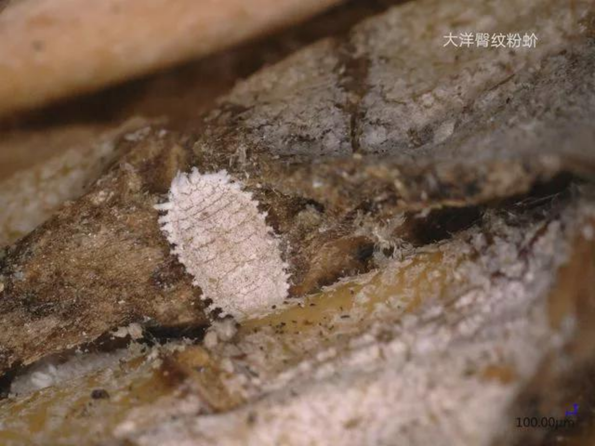 此前国台办展示的在台湾菠萝上查验出的大洋臀纹粉蚧图片