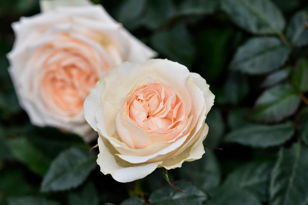 月季如何剪花朵