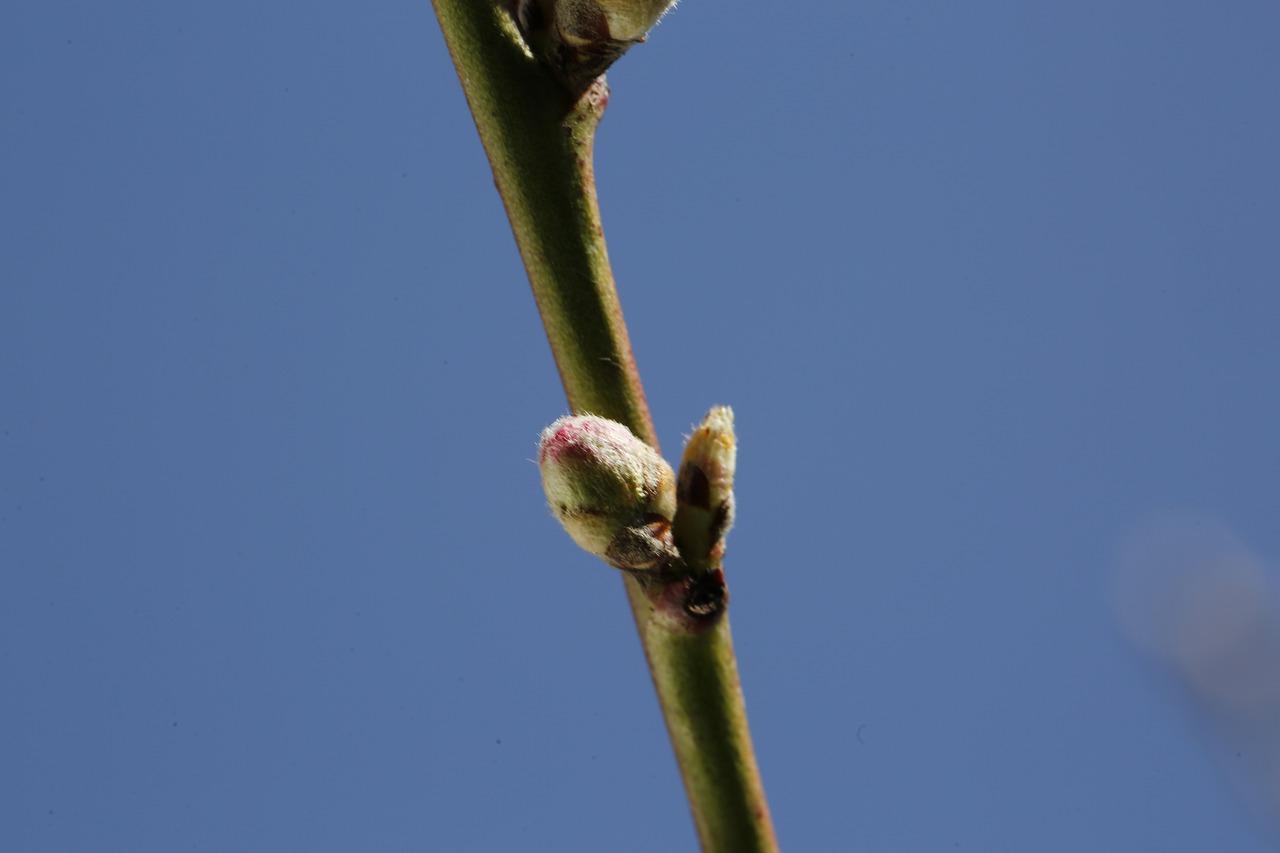 油根子小苗如何造型
