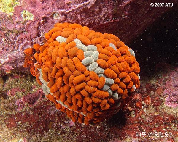 这是什么生物海边徒步发现的