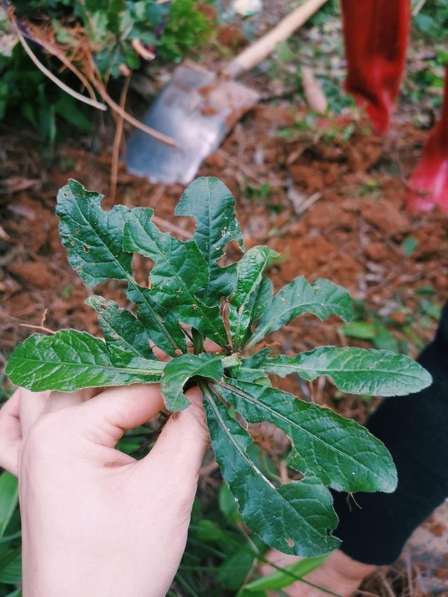 农村常见一种植物,具有清热下火功效,拿来煲汤也属于美味