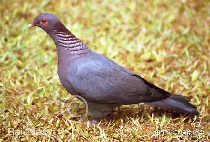 99图带你走进鸠鸽科鸟类的世界 - 知乎