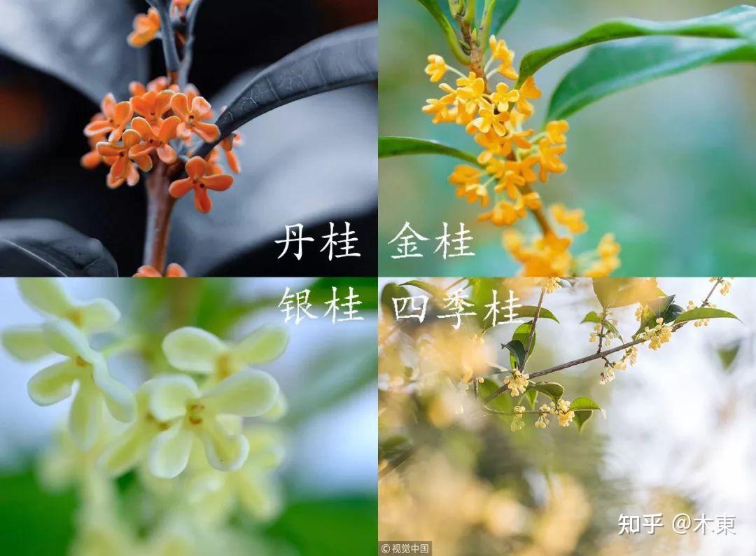 自然小札·木樨 | 最是撩人桂花香 - 知乎