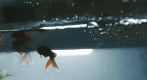 伪纪录片鬼才导演又出手了，《近畿怪谈》恐怖拉满！