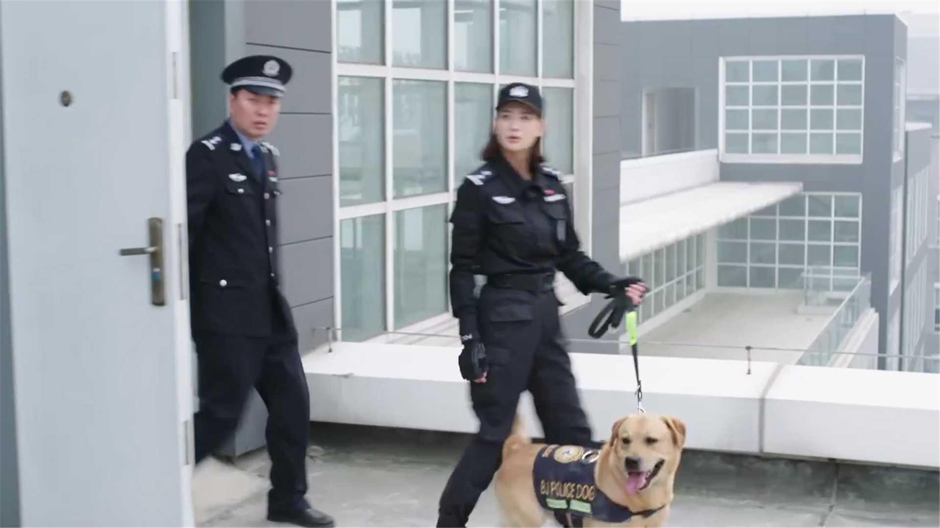 富豪之女想跳楼寻死警犬樱桃仅凭借气味就追踪到她救了她一命