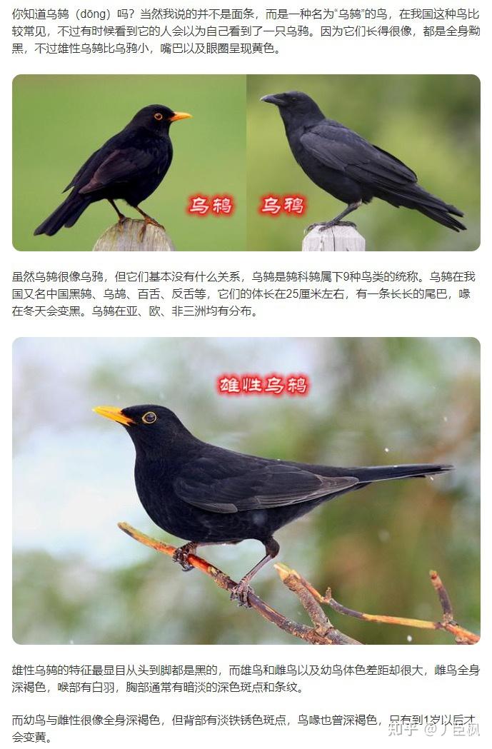 黑色黄嘴请问这什么鸟