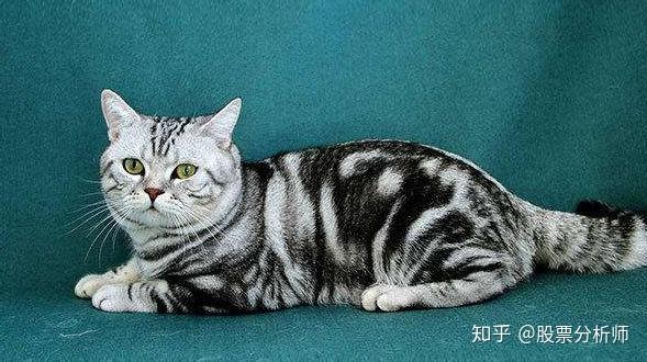 如何区分虎斑猫和狸花猫- 知乎