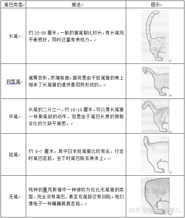 如何读懂猫的尾语?为什么不能拽猫尾巴?关于猫尾巴的那些事儿,一次说透彻! - 知乎