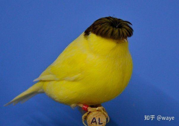 电鸟个灯泡长什么样