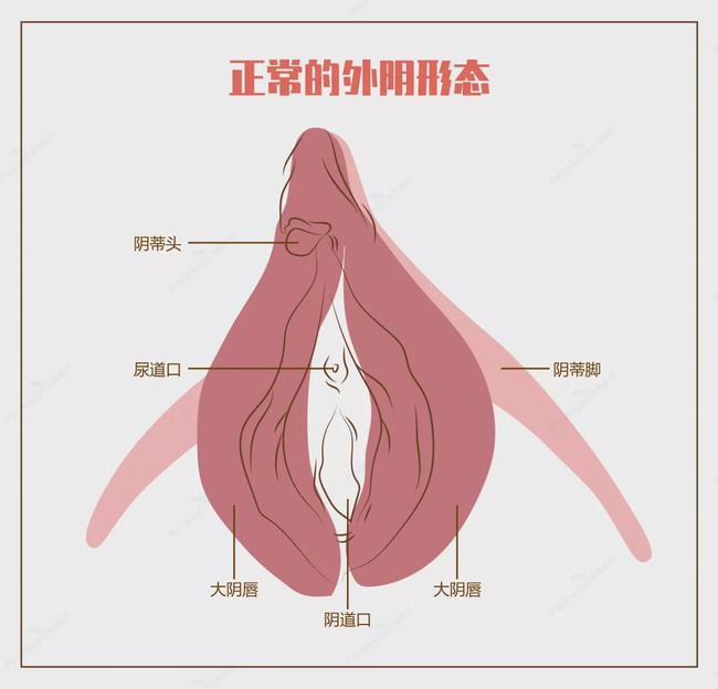 听过几百个女性朋友反应阴部这个地方也会萎缩长褶皱