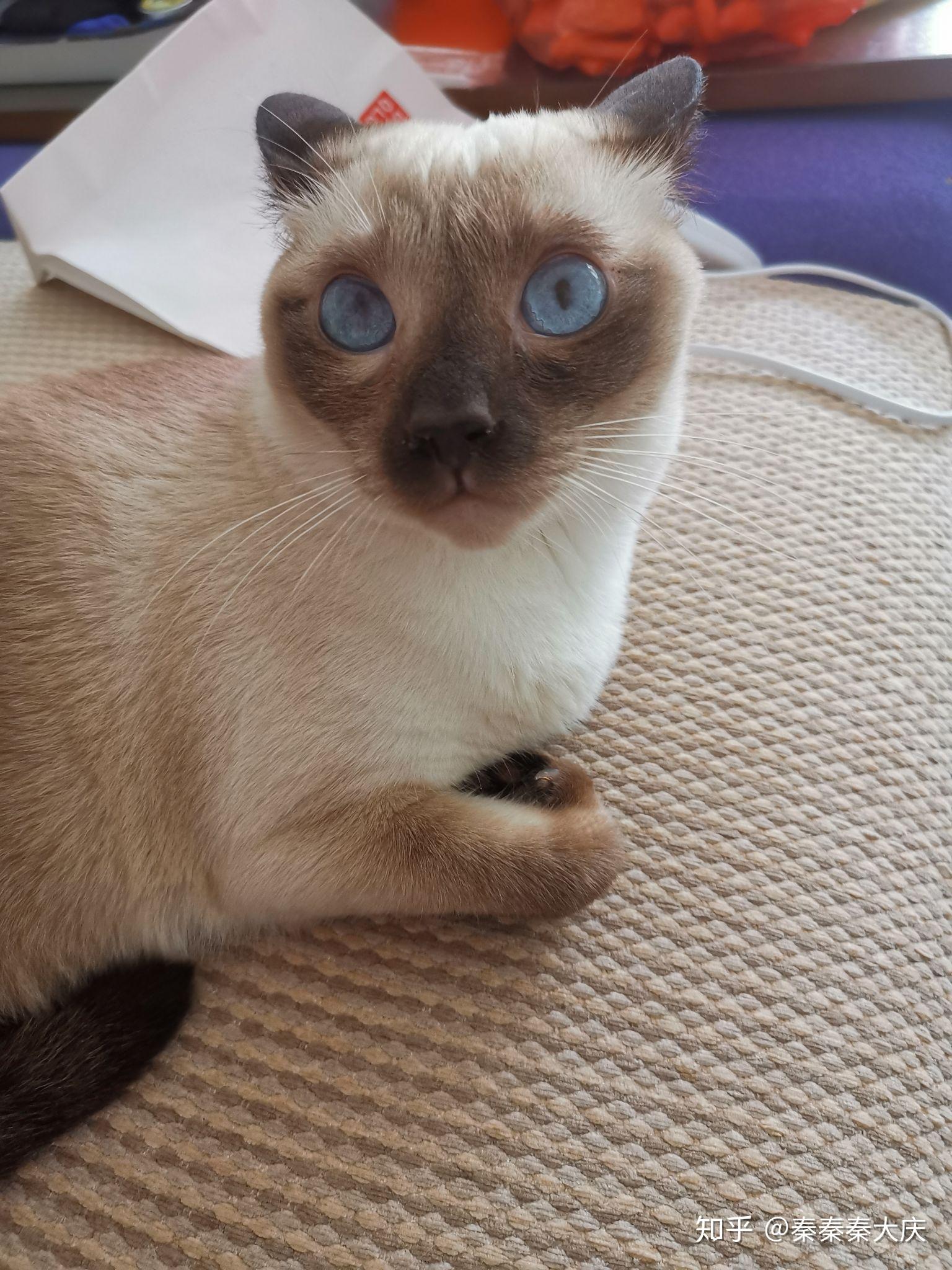 想看看长大后的巧克力色暹罗猫? - 知乎