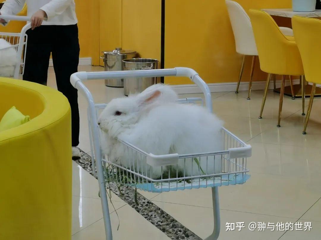 兔年谈斐波那契数列- 知乎