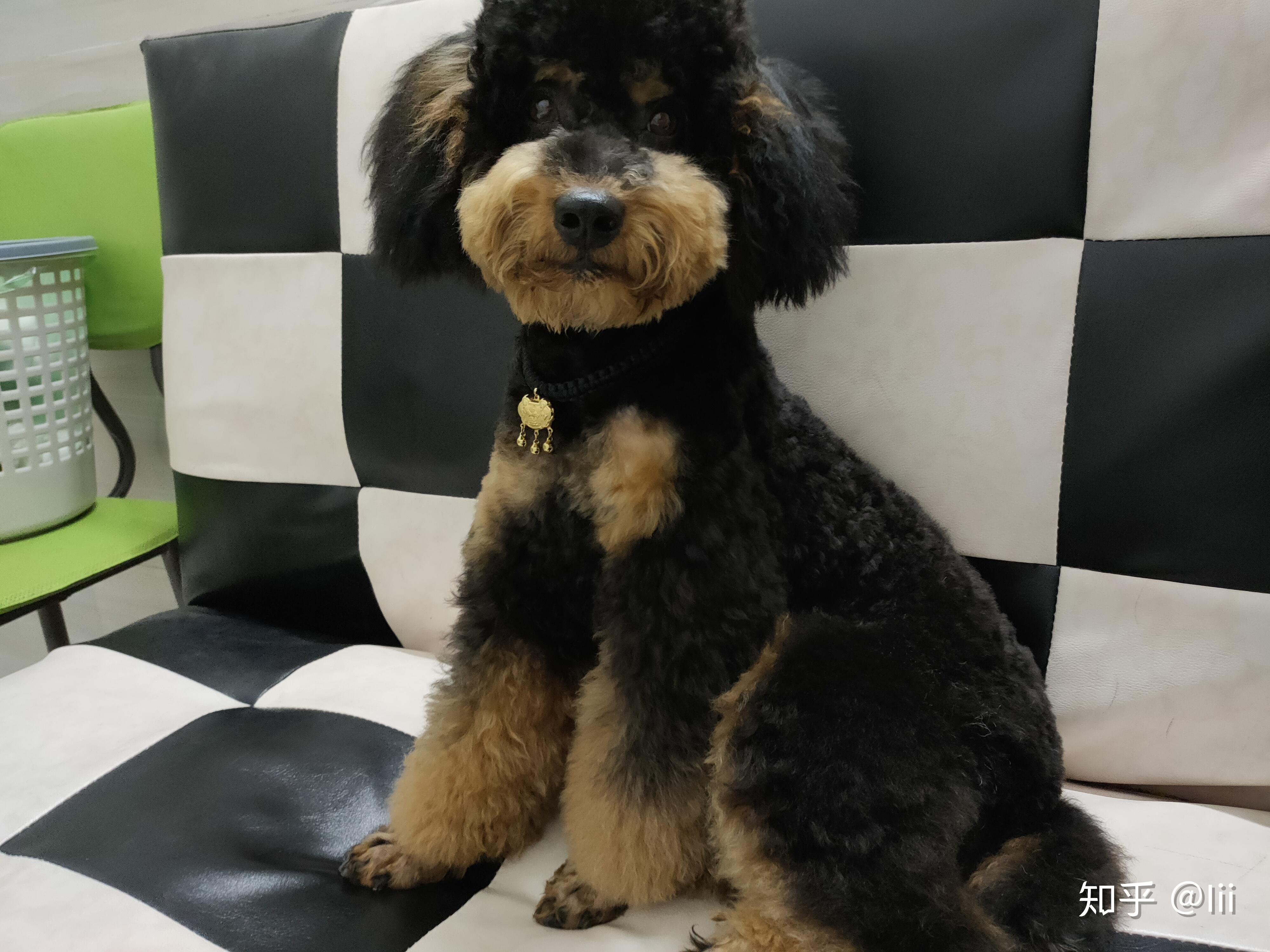 泰迪有没有铁包金颜色的? - 知乎