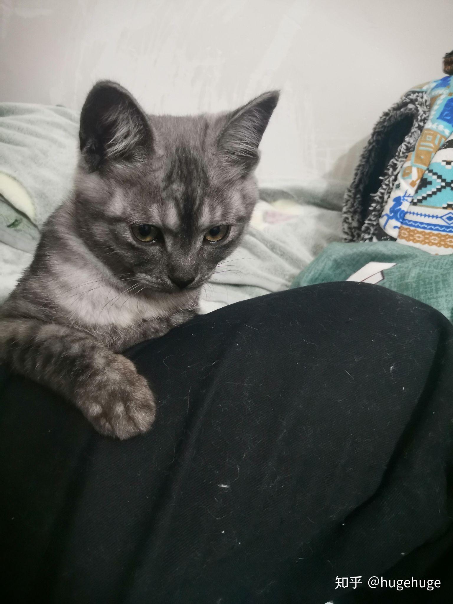 这只喵是烟色美短吗?