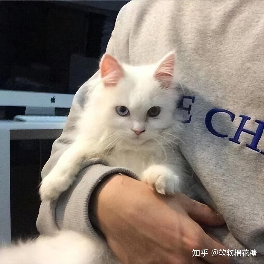 盘点网友分享,养猫人的幸福生活,我是一点都不眼红! - 知乎