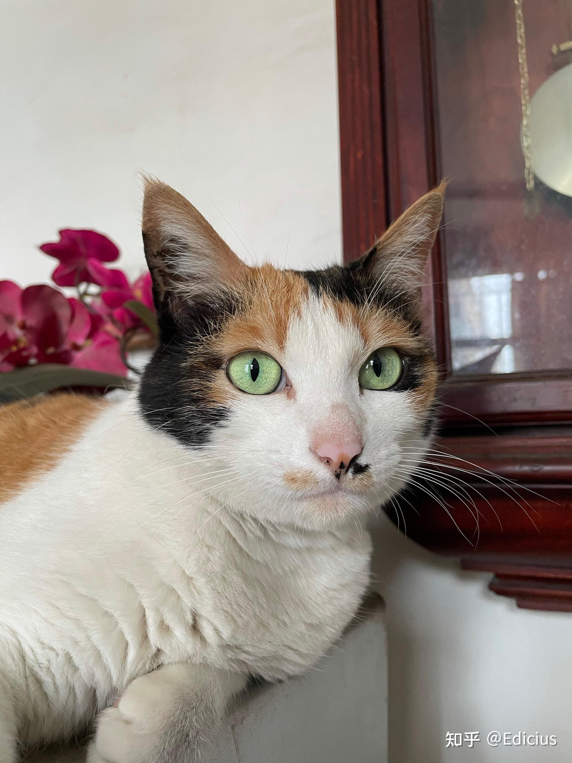 三花猫有多漂亮?