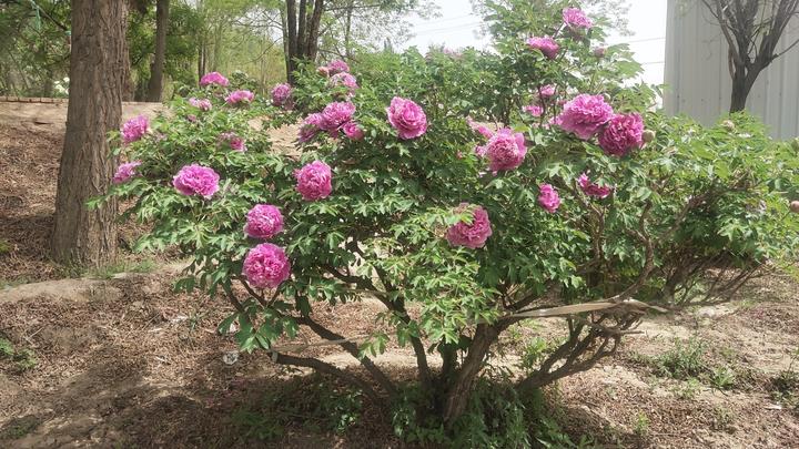 牡丹种植基地中川牡丹园的树牡丹在黑龙潭景区
