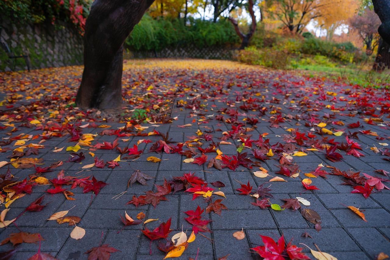2. 盆景落叶原因