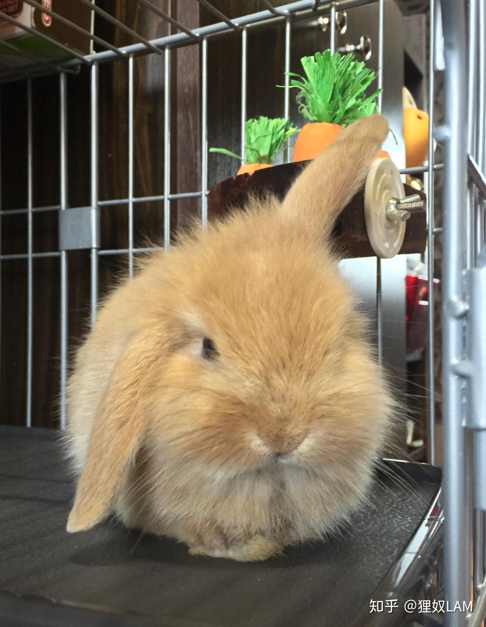 垂耳兔长大前后差别有多大