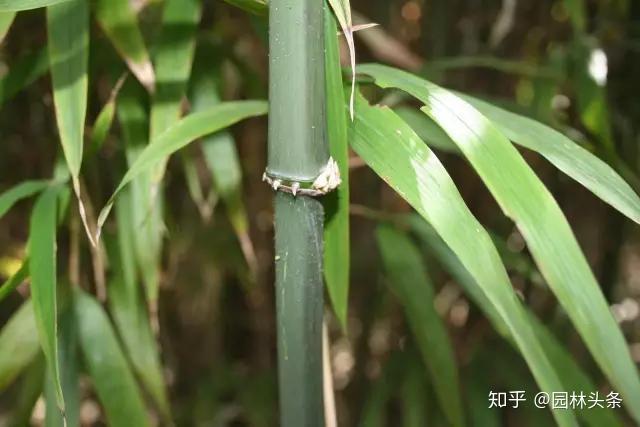 竹子是“草”不是树,带你认识26种竹子! - 知乎
