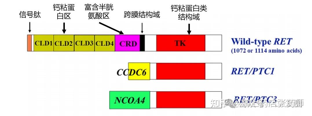 甲状腺癌与RET基因关系：RET信号转导通路、RET重排与PTC、RET基因突变与MTC、RET基因突变位点危险度分层 - 知乎